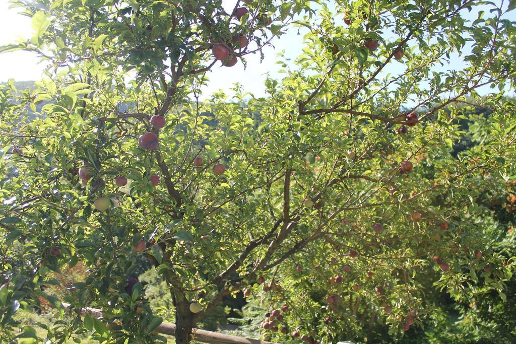 B&B Il Poggetto Serra SantʼAbbondio Eksteriør bilde